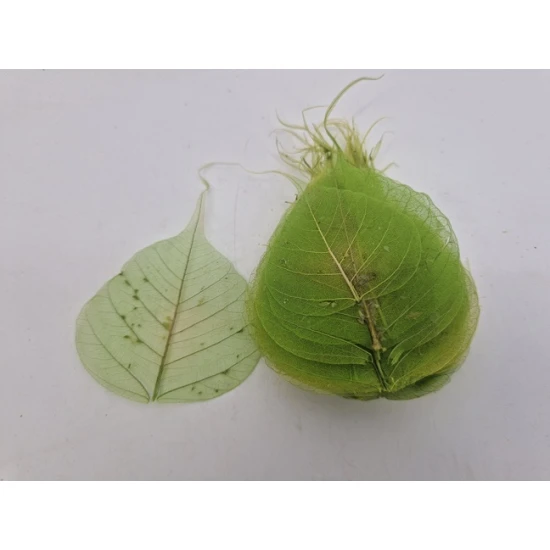 FEUILLE SQUELETTE VERT POMME