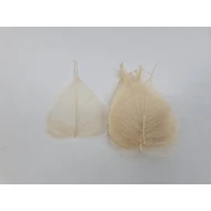 SKELETON LEAF BLEACHED 100PCS