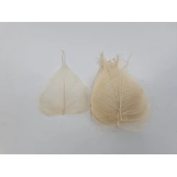 SKELETON LEAF BLEACHED 100PCS