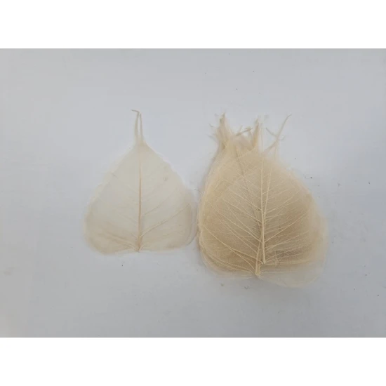 SKELETON LEAF BLEACHED