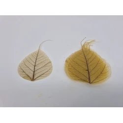 SKELETON LEAF YELLOW +/-100PCS