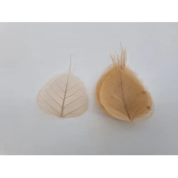 SKELETON LEAF NATURAL 100PCS