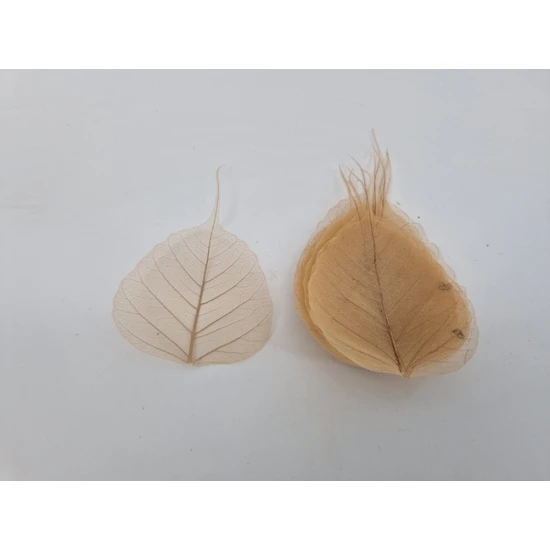 FEUILLE SQUELETTE NATUREL