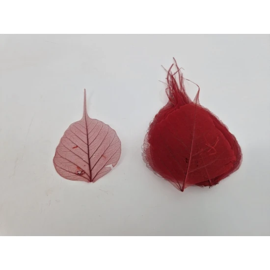 FEUILLE SQUELETTE ROUGE