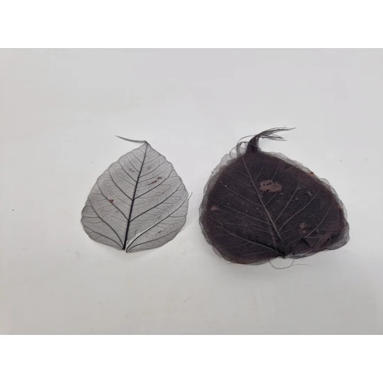SKELETON LEAF BLACK