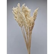 SORGO BLEACHED 10PCS