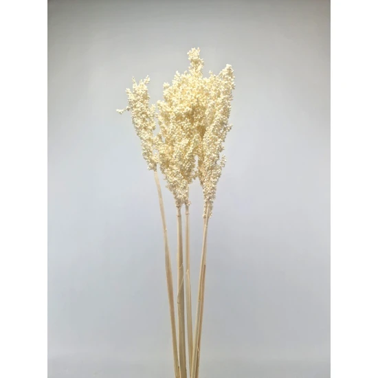SORGO GEBLEEKT 5ST 1/2 BOPP/kraft hobbyverpakking