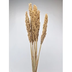 SORGO NATUREL 10PCS