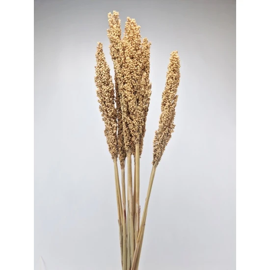 SORGO NATURAL 10PCS