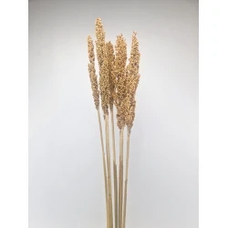 SORGO NATURAL 5PCS BOPP/kraft Small packaging