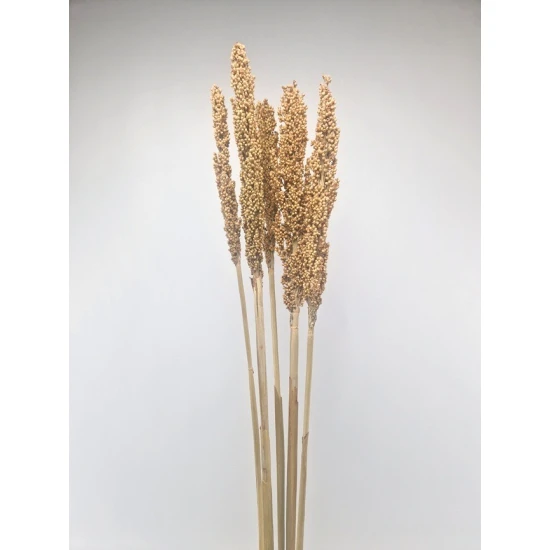 SORGO NATUREL 5ST 1/2 BOPP/kraft hobbyverpakking