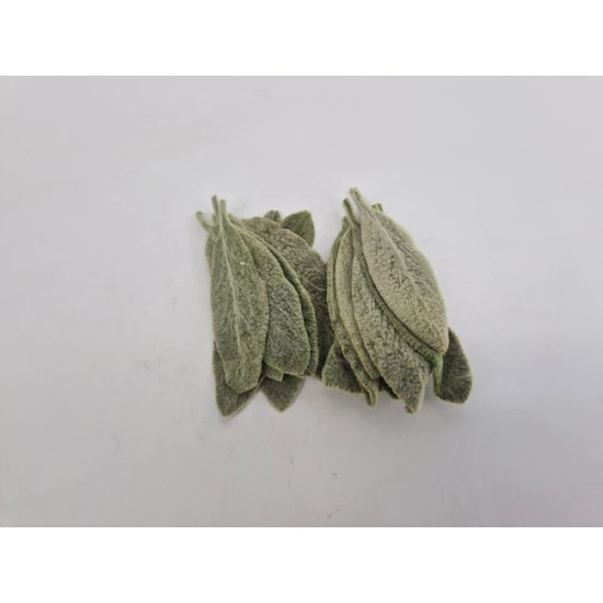 STACHYS LEAF (DONKEY EARS) GREEN