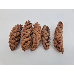 STROBUS 15/20CM NATUREL 5ST