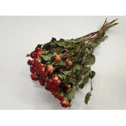 ROSES SPRAY ORANGE NATURAL 1/2 BOPP/kraft Small packaging