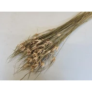 TULIP STAR GRASS NATUREL +/-100GR   