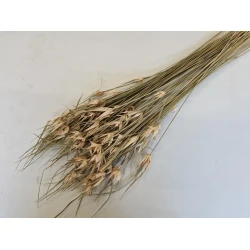 TULIP STAR GRASS NATURAL +/-100GR