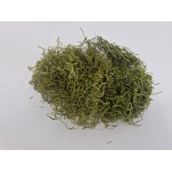 TISLANDSIA (TILLANDSIA) VERT POMME +/-200GR