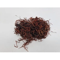 TISLANDSIA (TILLANDSIA) BRUIN +/-30GR