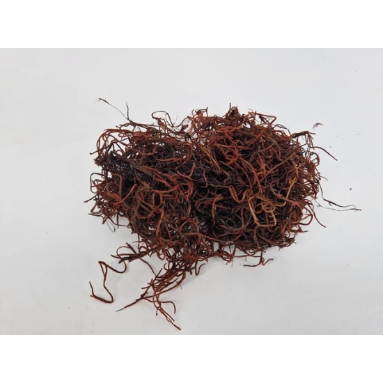 TISLANDSIA (TILLANDSIA) BRUIN