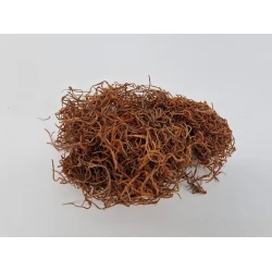 TISLANDSIA (TILLANDSIA) COGNAC +/-200GR