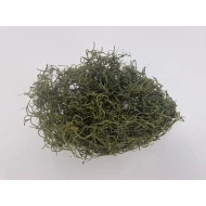 TISLANDSIA (TILLANDSIA) MOSGROEN +/-200GR