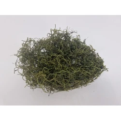 TISLANDSIA (TILLANDSIA) MOSGROEN +/-30GR