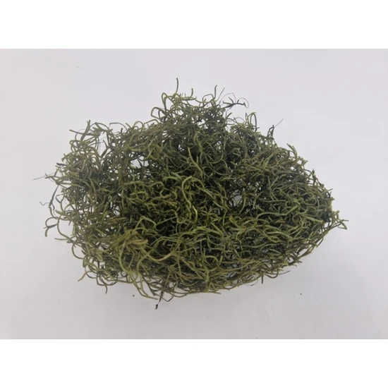 TILLANDSIA (TILLANDSIA) MOSS GREEN