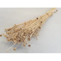 WILD DAISY BLEACHED +/-50GR BOPP/kraft Small packaging