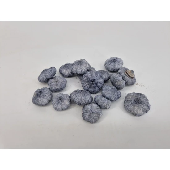 WILD APPLE MINI GRIJS +/-50GR