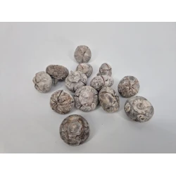 WILD APPLE MINI RUW WHITE WASH +/-100GR