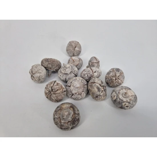 WILD APPLE MINI BRUT WHITE WASH