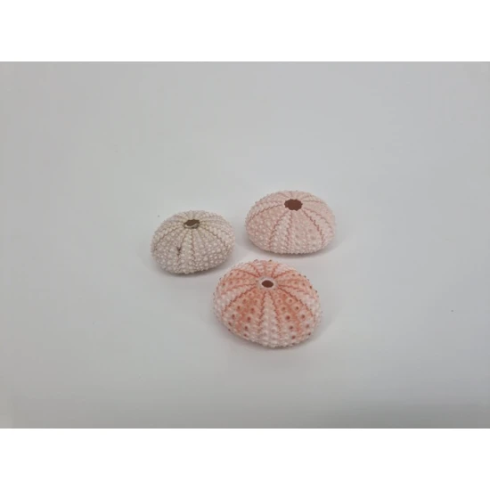 SEA URCHIN PINK 25PCS
