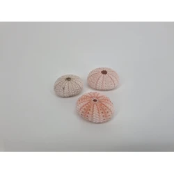 SEA URCHIN ROSE 3PCS