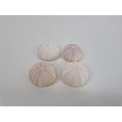 SEA URCHIN VIOLET 4PCS