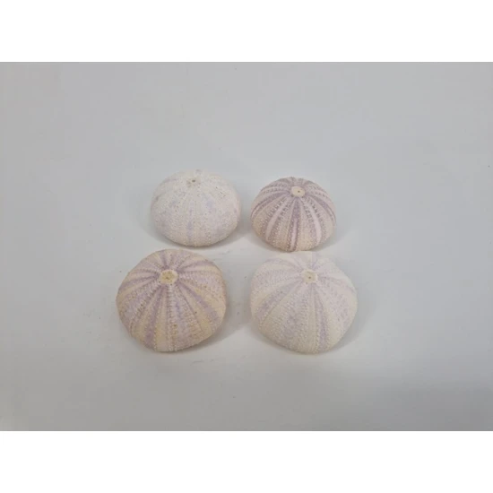 ZEEËGELS VIOLET 4ST