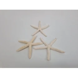 ETOILES DE MER FRAND BLANC 3PCS