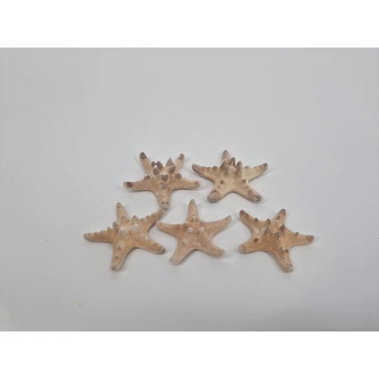 ZEESTERREN MEDIUM NATUREL 25ST