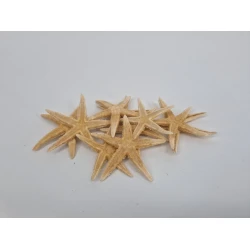 ETOILES DE MER (SUGAR STARFISH) 8-10CM 50PCS