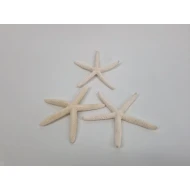STARFISH WHITE 10-15CM 10PCS