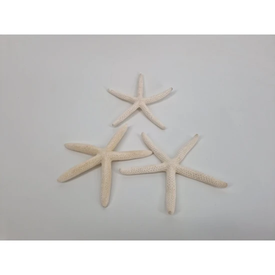 ETOILES DE MER BLANC 10-15CM 10PCS