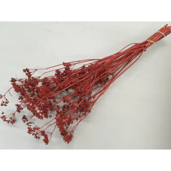 CARUM CARVI ROUGE