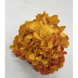 HORTENSIA STABILISE (HYDRANGEA) JAUNE/ROUGE +/-15CM