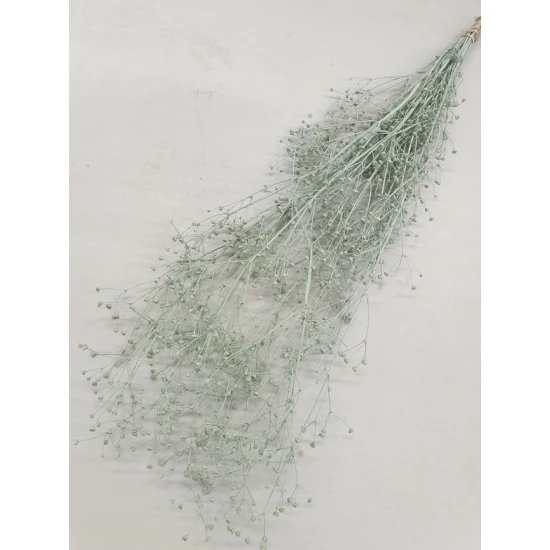 GYPSOPHILA WILD VERT CLAIR