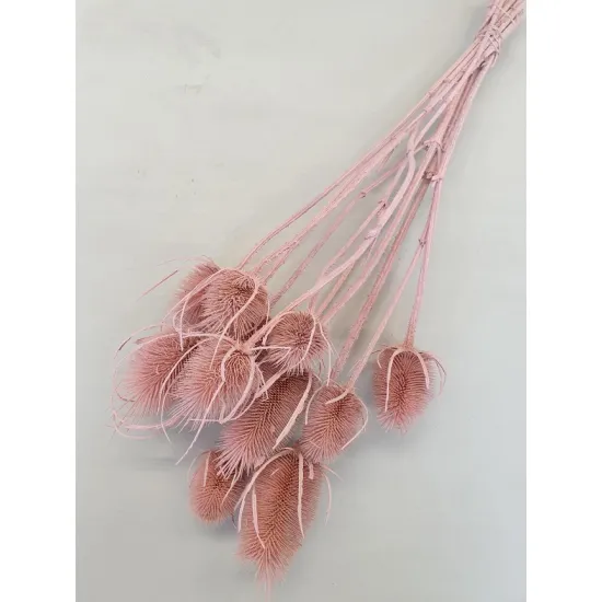 KARDOEN DISTEL ROZE