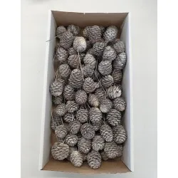 MUIRII NATUREL SUR TIGE 100PCS