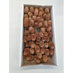 SABULOSUM NATUREL SUR TIGE 100PCS