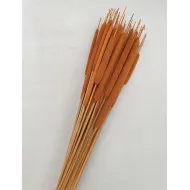 TYPHA GRAND ORANGE +/- 50PCS