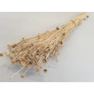 WILD DAISY GEBLEEKT +/-100GR