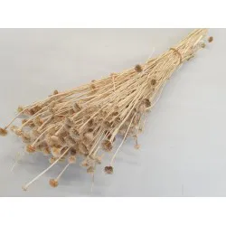 WILD DAISY GEBLEEKT +/-100GR