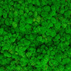 MOUSSE D'ISLANDE VERT LIGHT 5KG